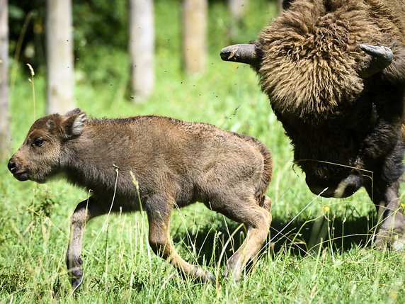 Rien ne s'oppose à ce que Sultane, le bébé bison âgé de deux semaines, reste dans le premier programme de conservation de l'espèce de Suisse dans une forêt de Suchy (VD). © KEYSTONE/LAURENT GILLIERON