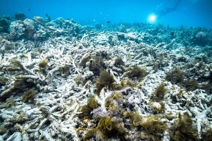 Le blanchiment du corail est provoqué par une hausse de la température de l'eau qui entraîne l'expulsion des algues symbiotiques lui donnant sa couleur vive (archives). © KEYSTONE/AP