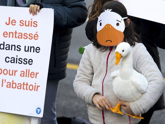 Des voix s'élèvent contre le gavage des canards et des oies et contre la vente de foie gras, comme ici lors d'une manifestation à Lausanne en 2018 (archives). © KEYSTONE/LAURENT GILLIERON