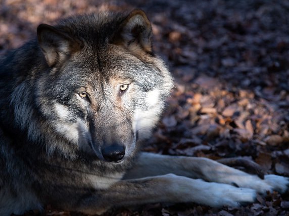 Le loup doit pouvoir être régulé plus facilement (image symbolique). © KEYSTONE/DPA-Zentralbild/SOEREN STACHE