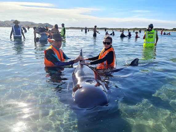 Les sauveteurs néo-zélandais ont réussi à remettre à flot des "dauphins-pilotes" piégés sur littoral. © KEYSTONE/AP/Project Jonah