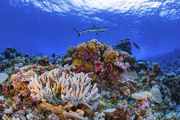 Les récifs coralliens couvrent moins de 1% du plancher océanique, mais ils abritent au moins un quart de l'ensemble de la faune et la flore marines (archives). © KEYSTONE/AP/Greg Asner