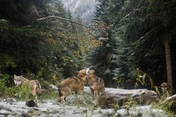 La Suisse avec toujours plus de loups