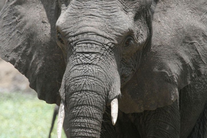 Un touriste saoudien a été tué par un éléphant en Ouganda. Une enquête est en cours. (photo symbolique) © KEYSTONE/AP/DENIS FARRELL
