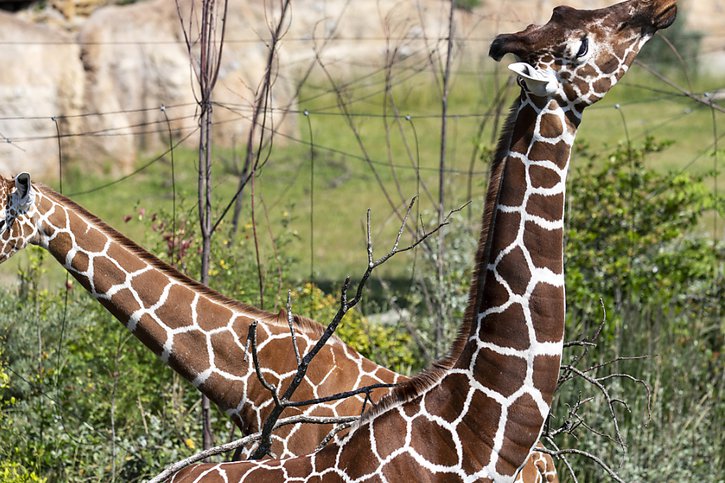 Le combat est probablement la première raison pour laquelle les girafes ont développé un long cou, estiment les auteurs de l'étude (archives). © KEYSTONE/ALEXANDRA WEY