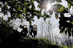 La désillusion des cultivateurs de coca