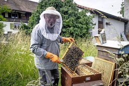 L’apiculture en dents de scie