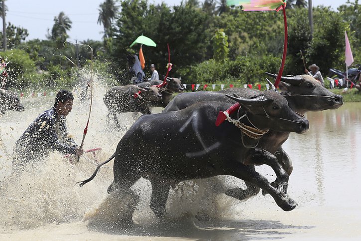 La course de buffles marque le début de la saison des semailles (archives). © KEYSTONE/AP/SAKCHAI LALIT