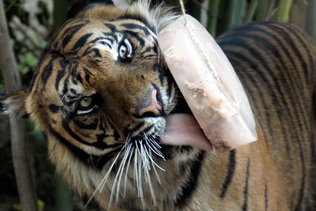 Zoo de Rome: des glaces pour aider les animaux face à la canicule