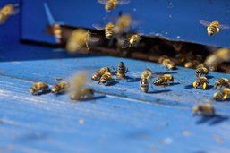 L’apiculture suisse est en mode survie