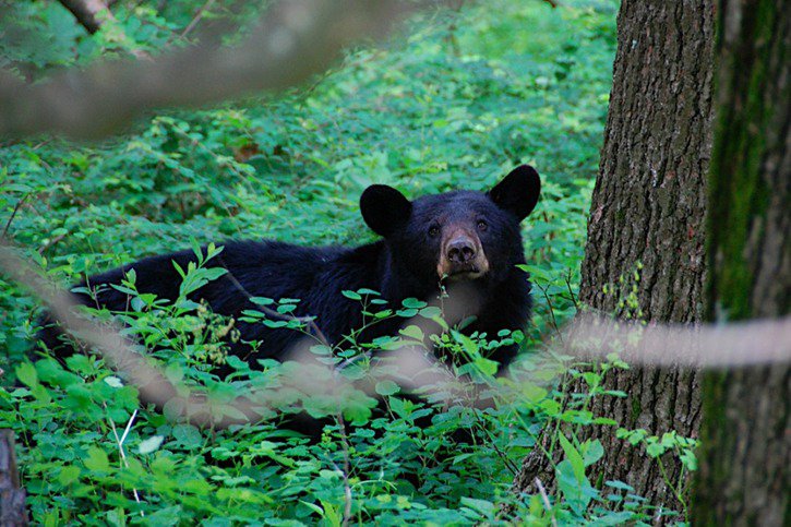 L'ours s'est enfui dans la forêt après avoir été libéré de la voiture dans laquelle il était piégé (cliché symbolique/Keystone archives). © KEYSTONE/AP Rob Woodward