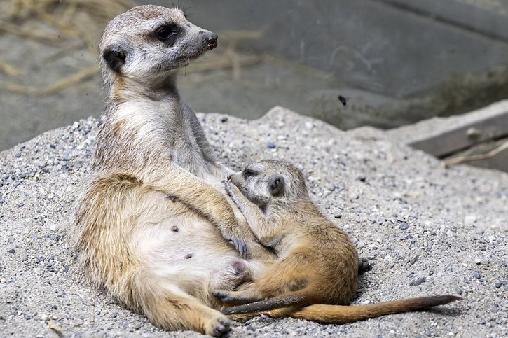 Un bébé suricate est né le 5 mai dernier au Bioparc Genève. © KEYSTONE/MARTIAL TREZZINI