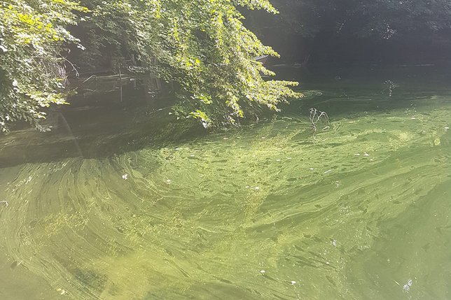 Des cyanobactéries découvertes dans le lac de Schiffenen