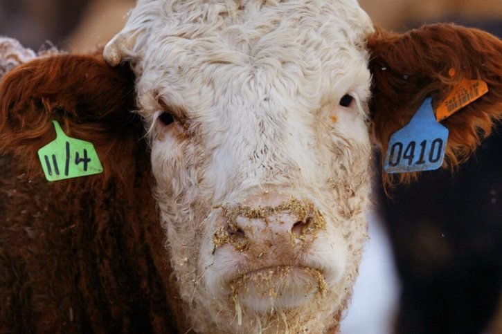 Le virus a été découvert chez des vaches laitières américaines pour la première fois (image prétexte/archives). © KEYSTONE/EPA EDMONTON SUN/Brendon Dlouhy