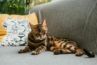 Corminbœuf: La chatte «Chanel» a été retrouvée dans le canton de Berne